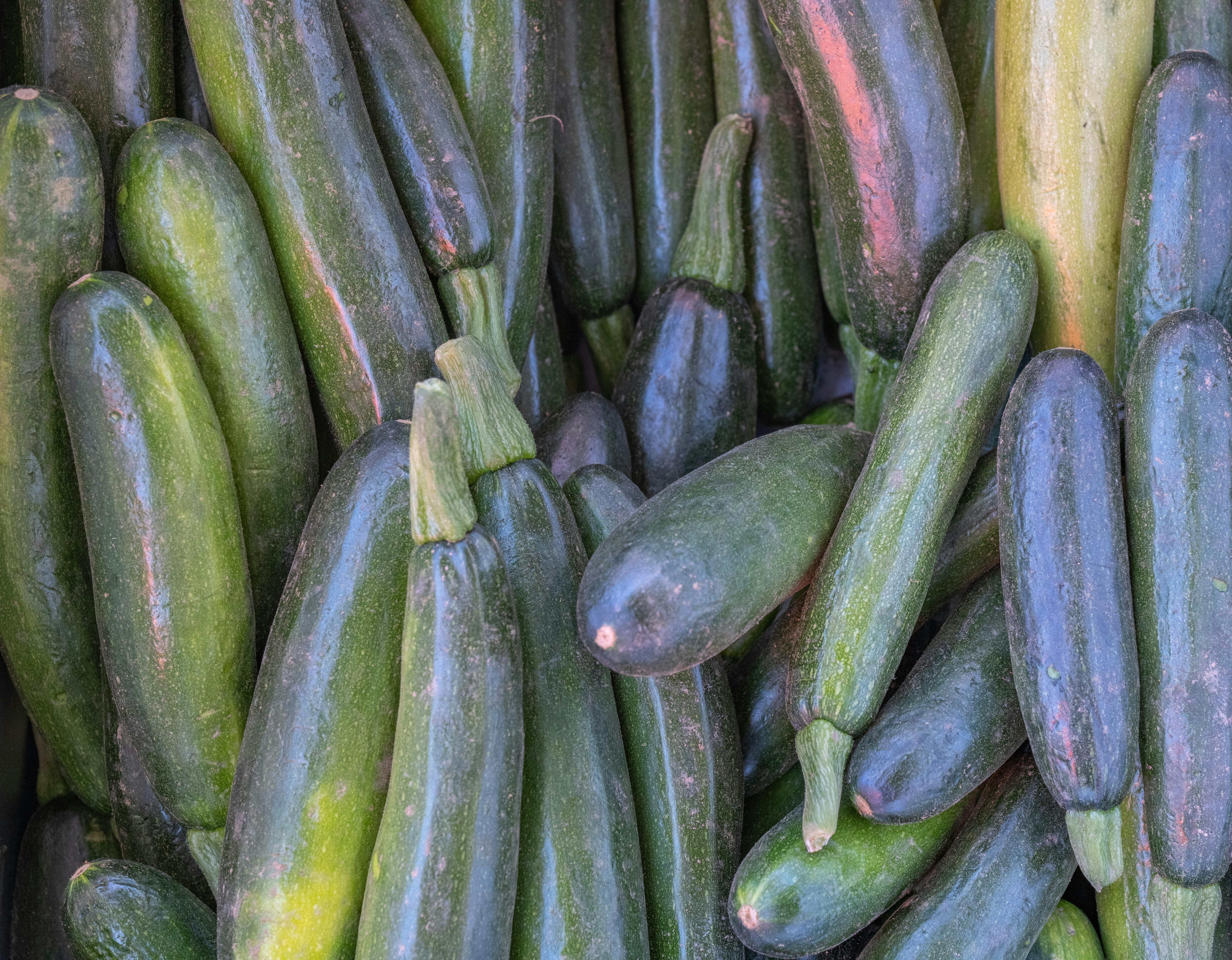Courgettes de saison