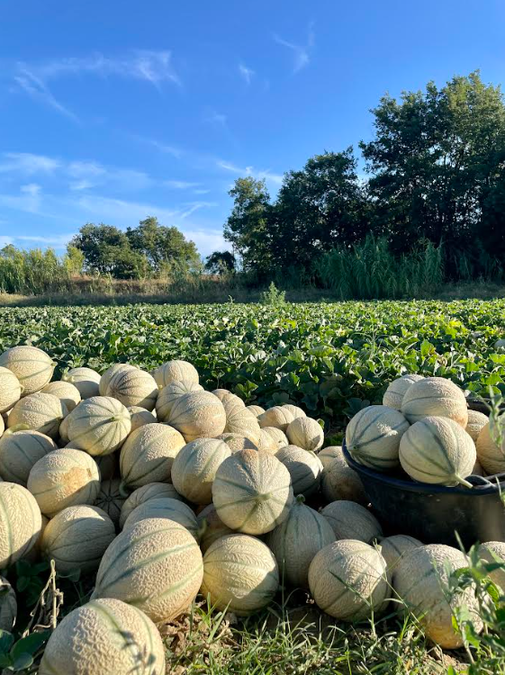 Melons de Clansayes