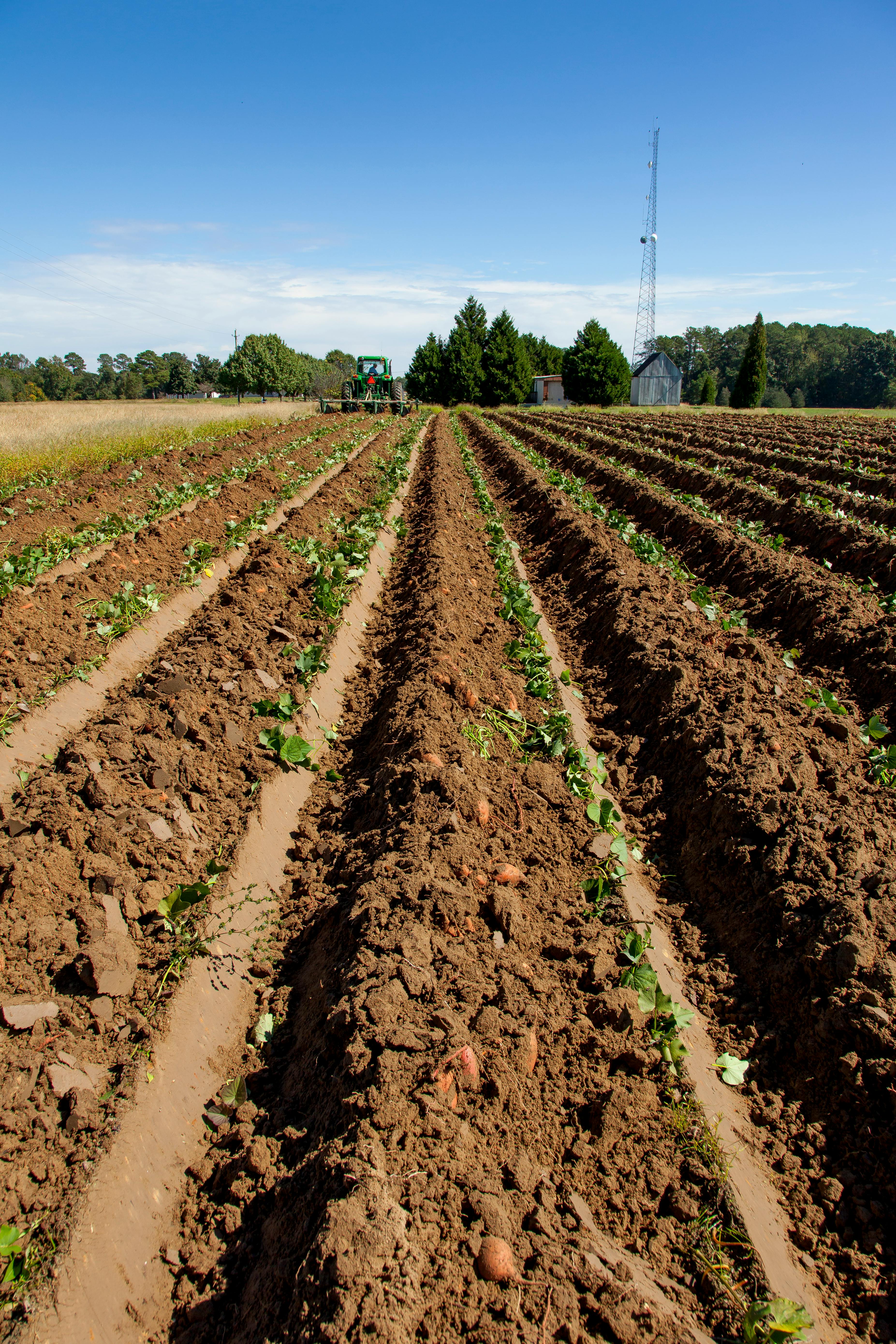 Céréales et pommes de terre au tracteur