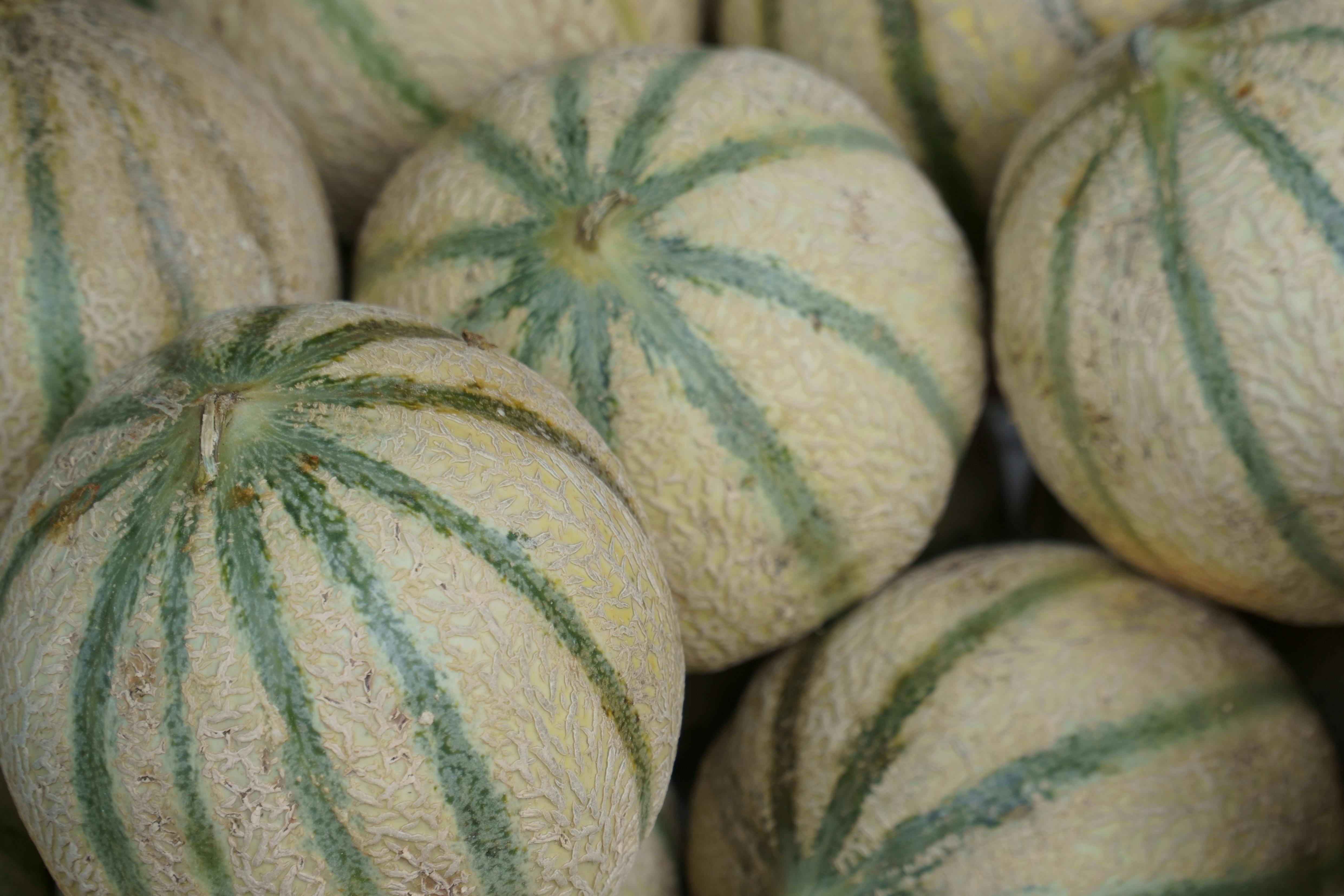 Melons de Clansayes